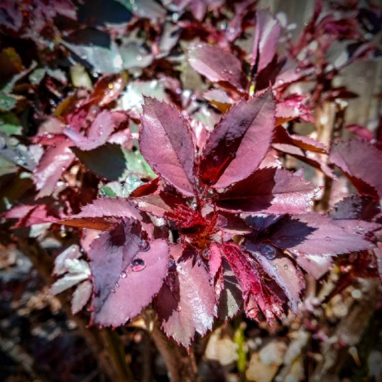 plant image 1569273