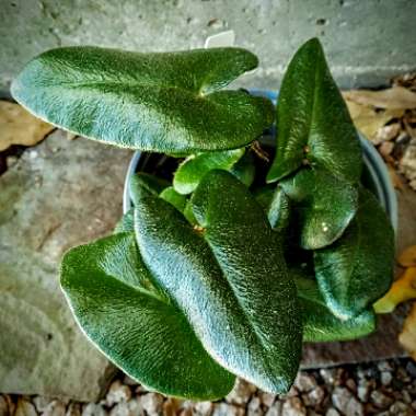 Hemionitis arifolia