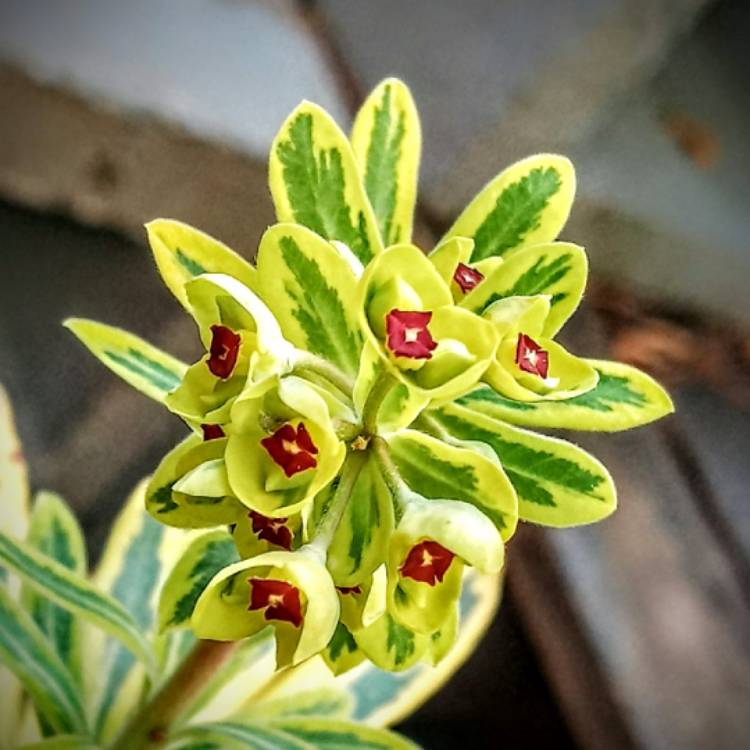 Plant image Euphorbia x martini 'Ascot Rainbow'
