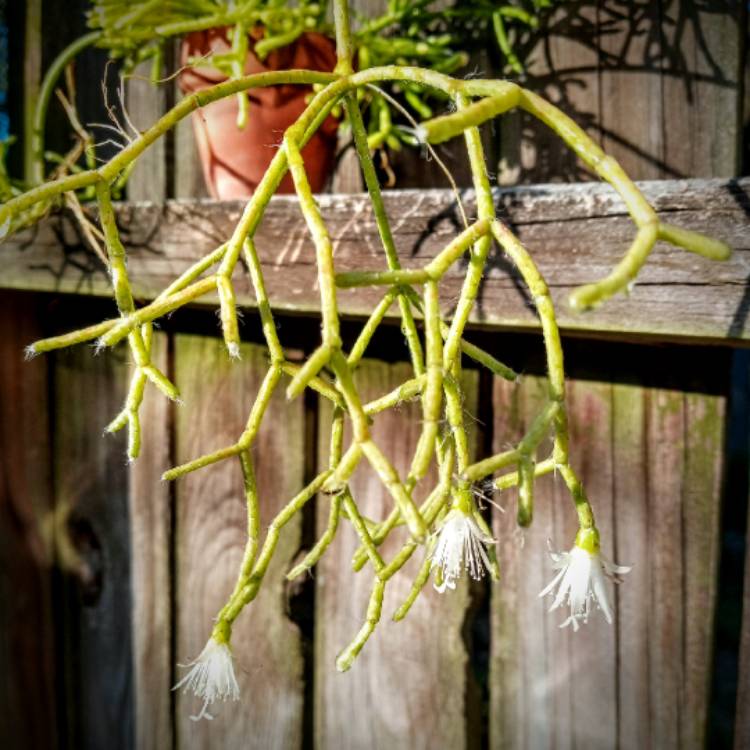 plant image 1572971
