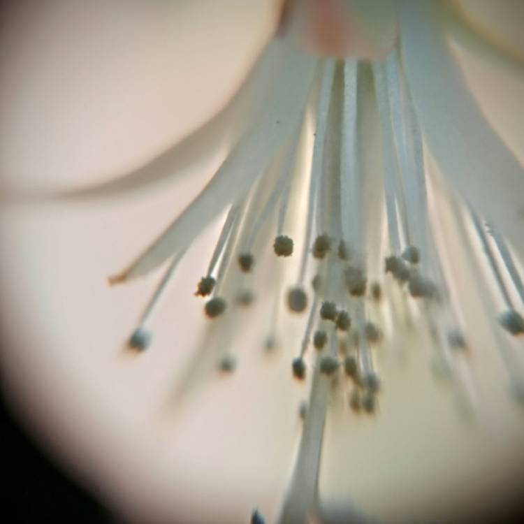 Plant image Rhipsalis Cereuscula