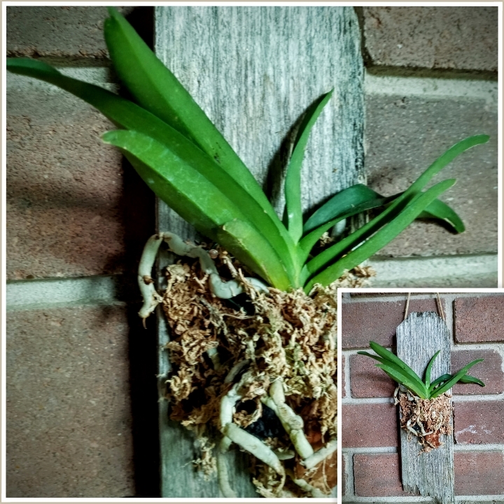 Plant image Vanda