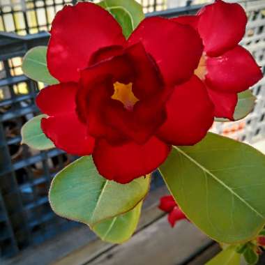 Adenium obesum