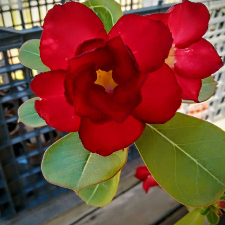 plant image 1580483
