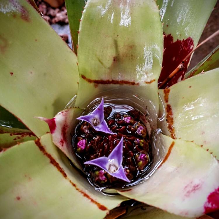 plant image 1581772