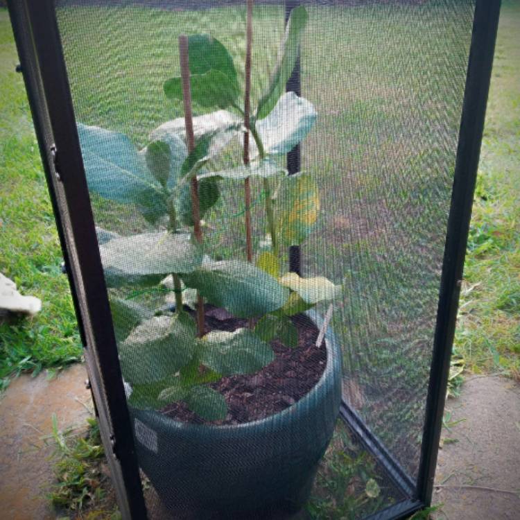 Plant image Asclepias