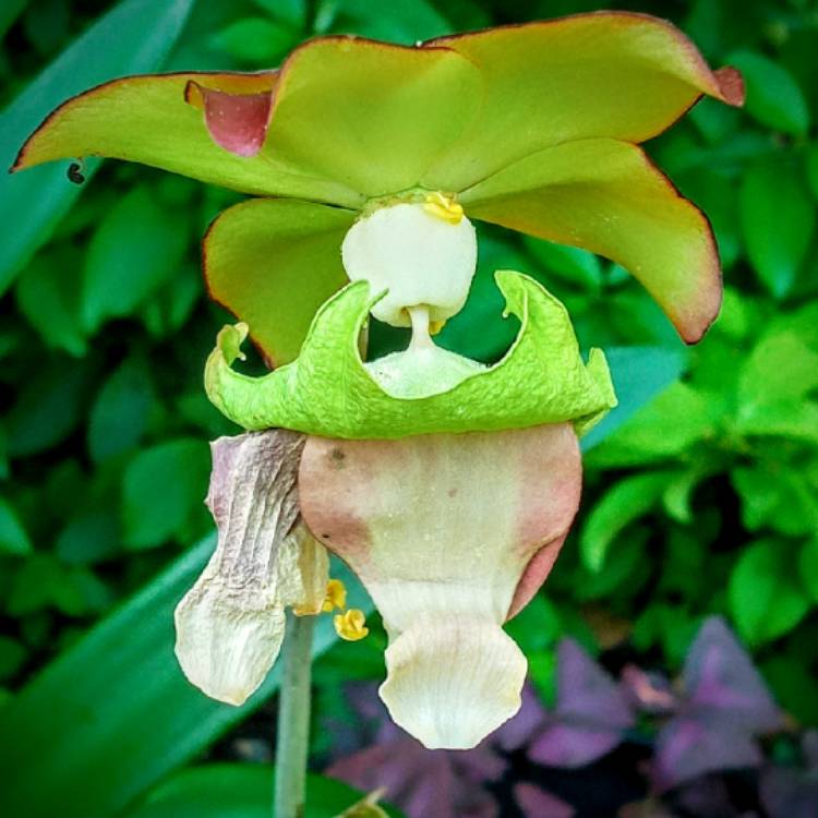 Plant image Sarracenia Purpurea