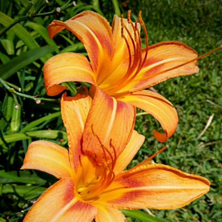 plant image 1585298 plant image 1585298