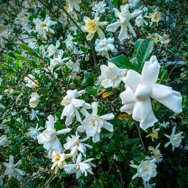 Gardenia