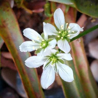 Dionaea muscipula