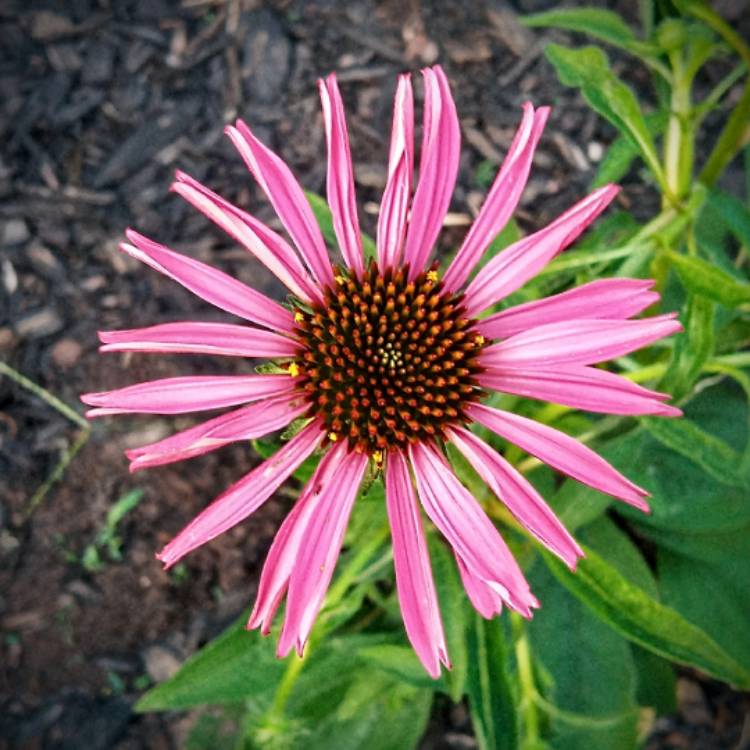 plant image 1592775 plant image 1592775