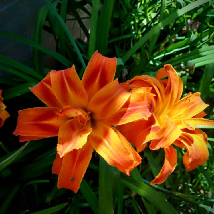Plant image Hemerocallis fulva 'Kwanso' syn. Hemerocallis 'Kwanso'