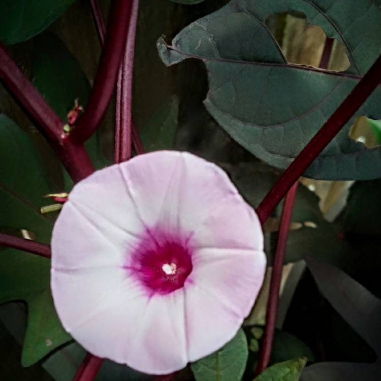 Plant image Ipomoea batatas 'Blackie'