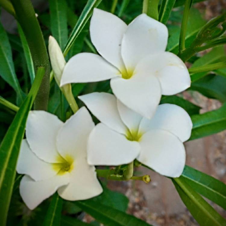 Plant image Plumeria pudica