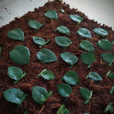 Rhaphidophora hayi