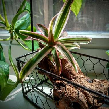 Cryptanthus Bivittatus