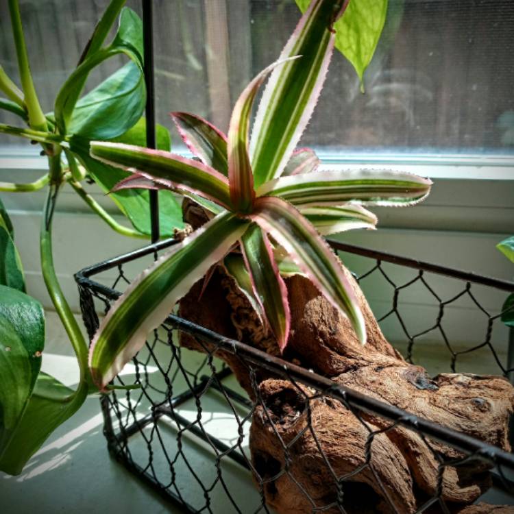Plant image Cryptanthus Bivittatus