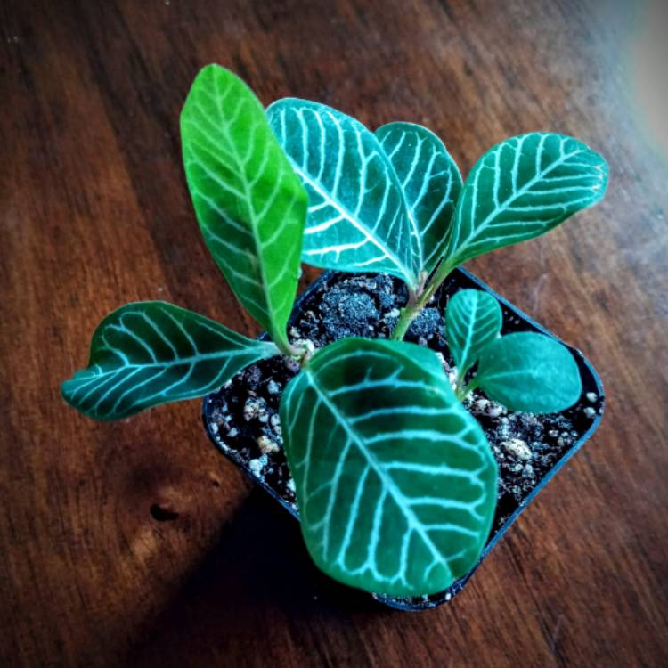 Plant image Euphorbia leuconeura