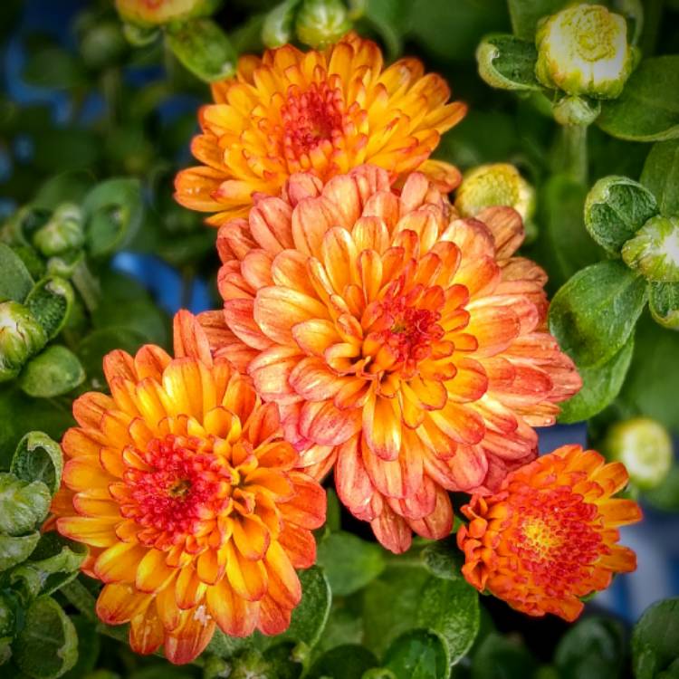 plant image 1628227