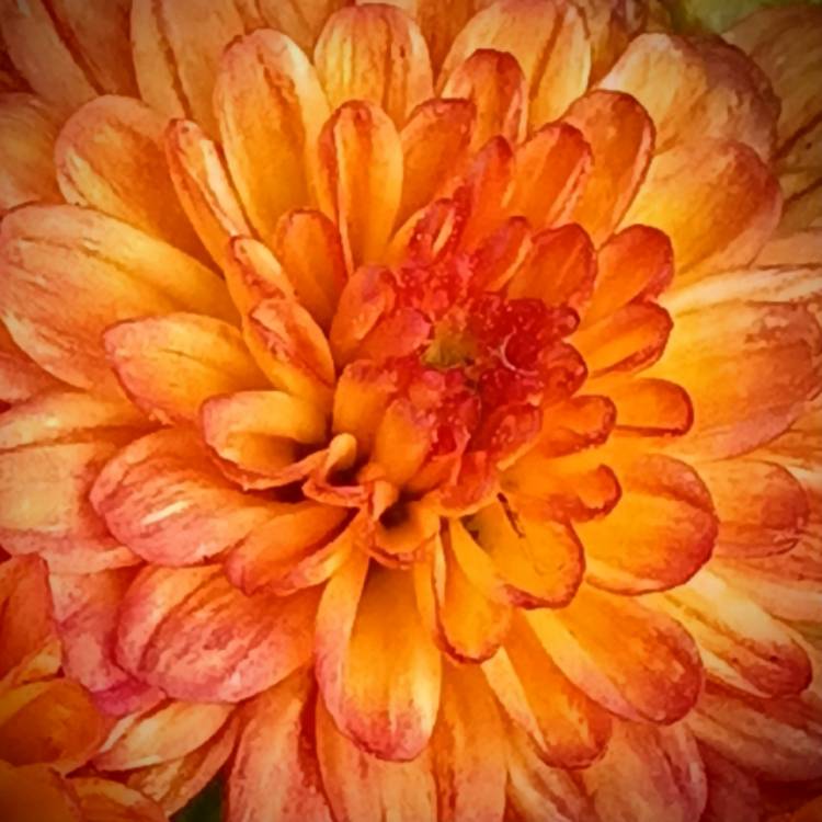 plant image 1628228
