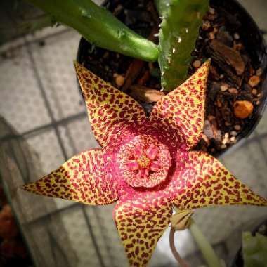 stapelia lepida
