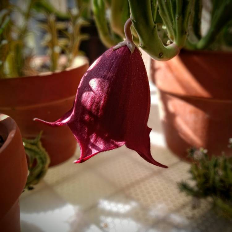 Plant image Stapelia Leendertziae