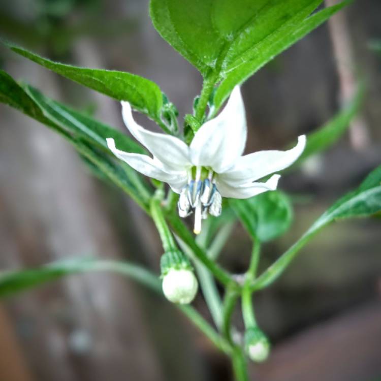 Plant image Capsicum Annuum 'Serrano'
