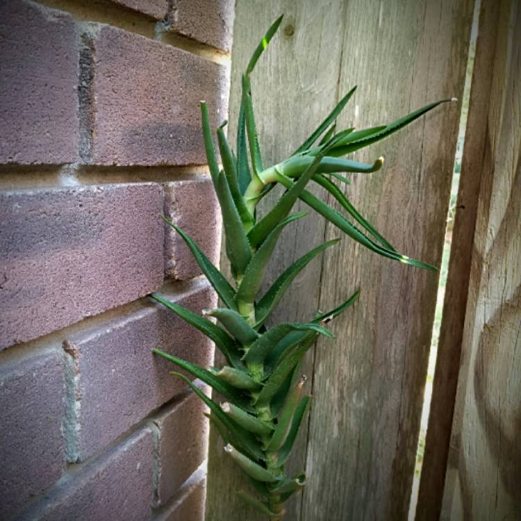Plant image Aloe Ciliaris