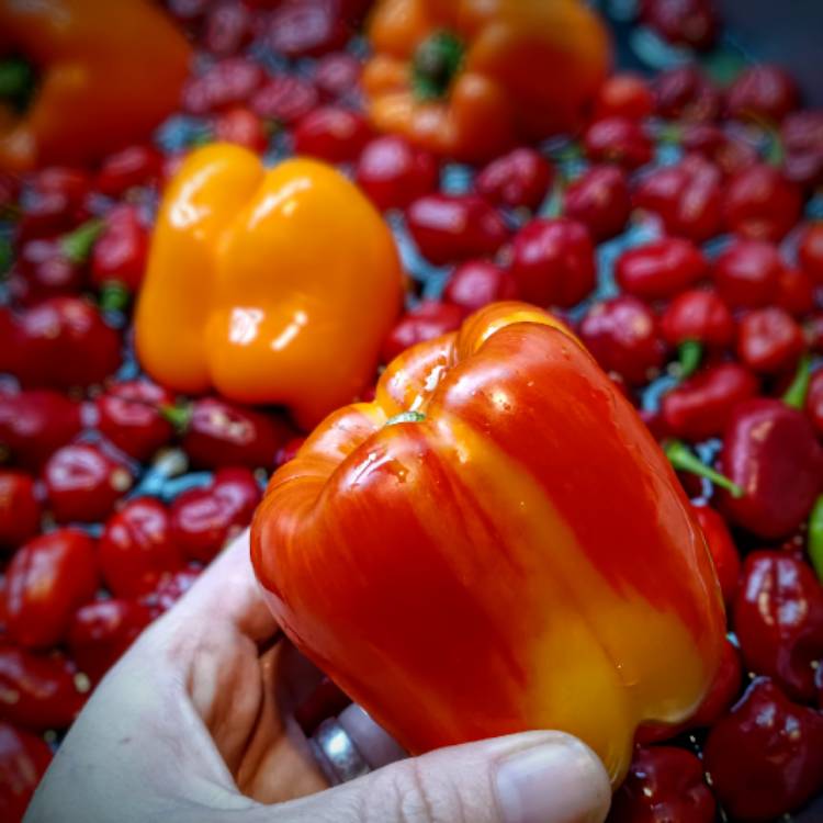 Plant image Capsicum 'Orange Bell'