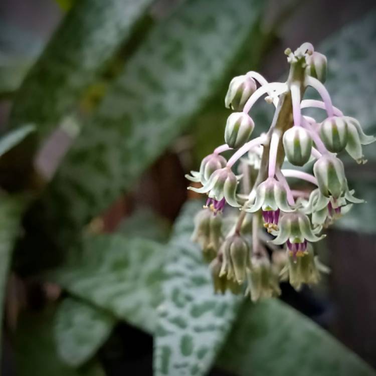Plant image Ledebouria socialis syn. Scilla violaceum