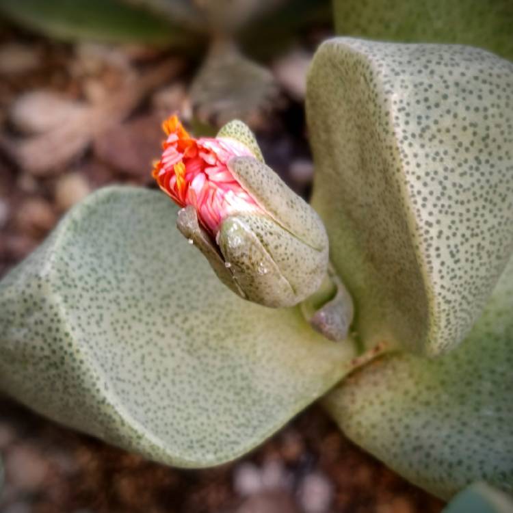 plant image 1635829