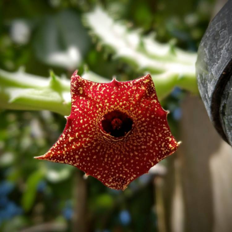 Plant image Huernia
