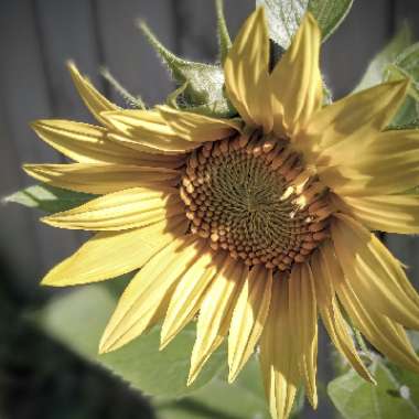 Helianthus annuus