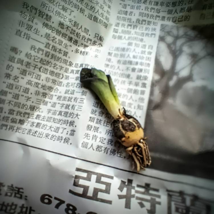 plant image 1636770