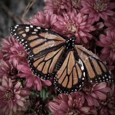 Chrysanthemum
