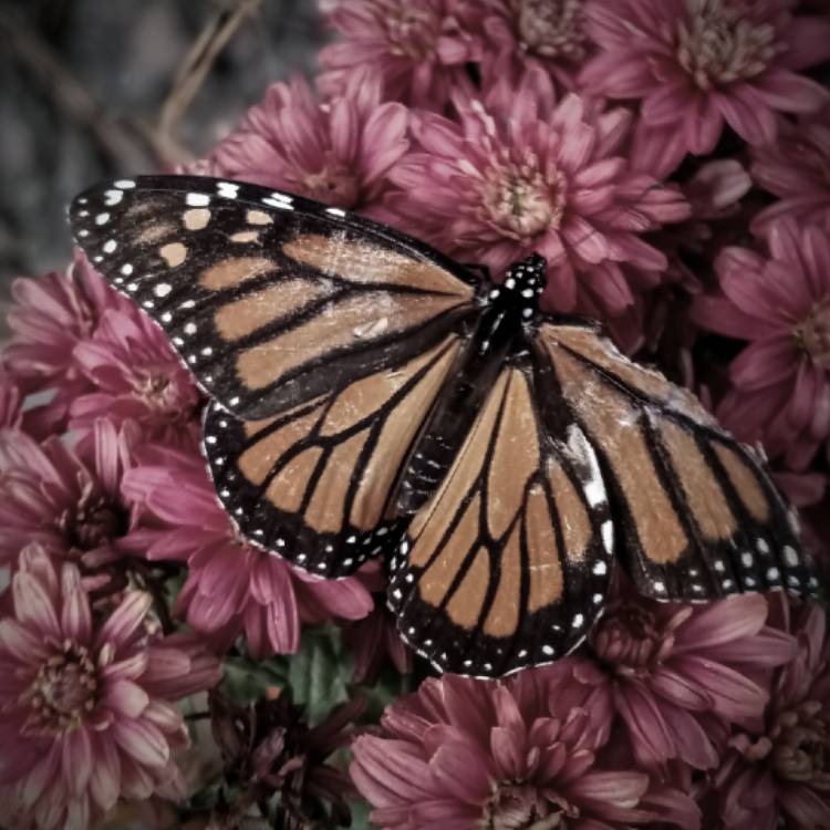 plant image 1637060