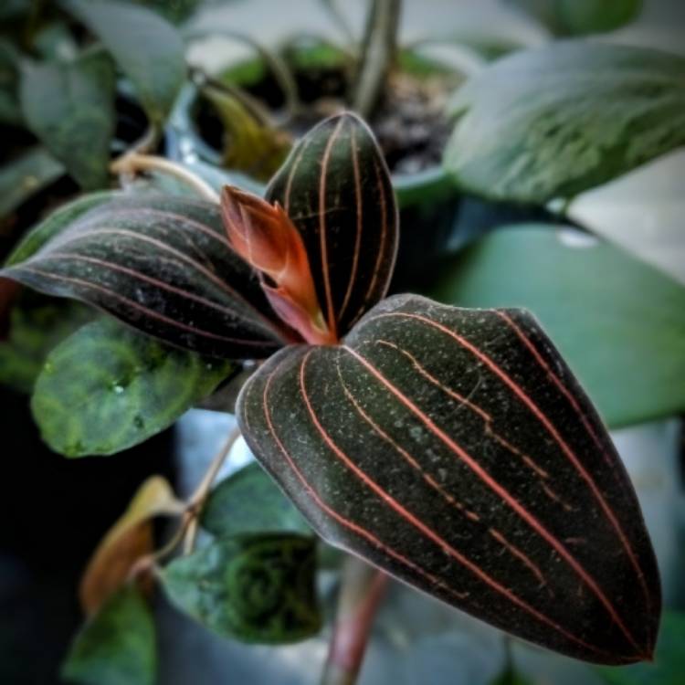 Plant image Ludisia discolor