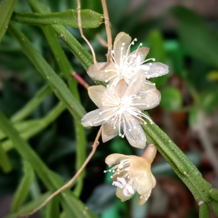 Plant image Rhipsalis