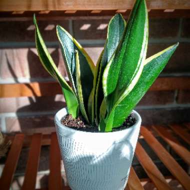 Sansevieria laurentii Trifasciata