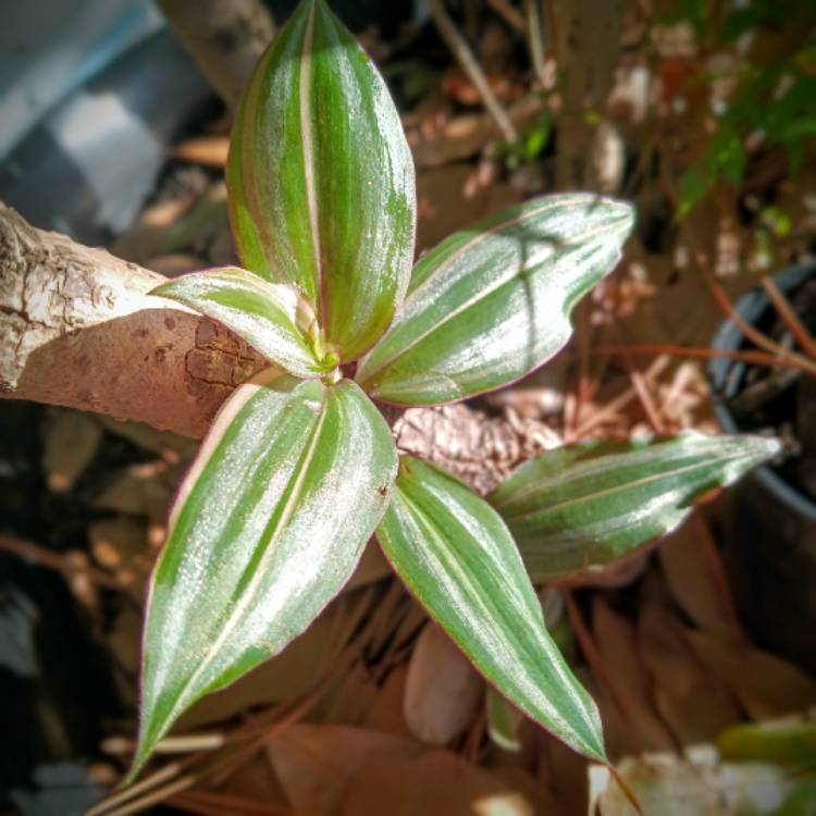 Plant image Tradescantia zebrina 'Discolor'