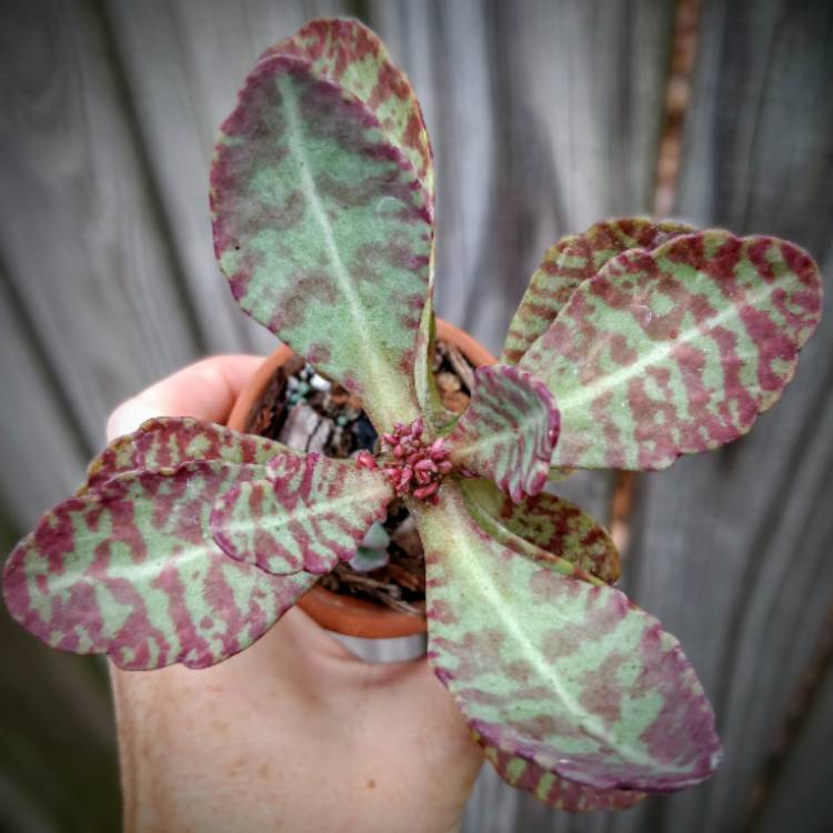 Plant image Kalanchoe Humilis