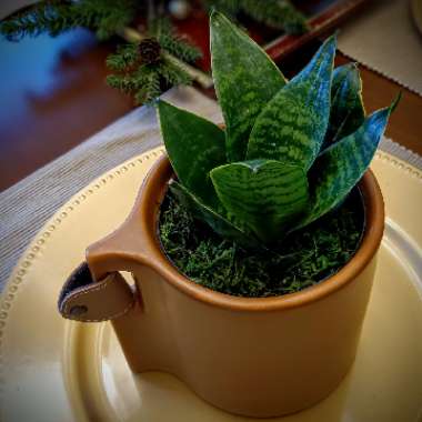 Sansevieria laurentii Trifasciata