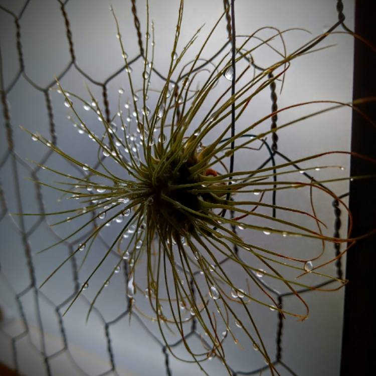 plant image 1646075 plant image 1646075