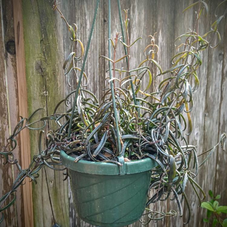 plant image 1648521