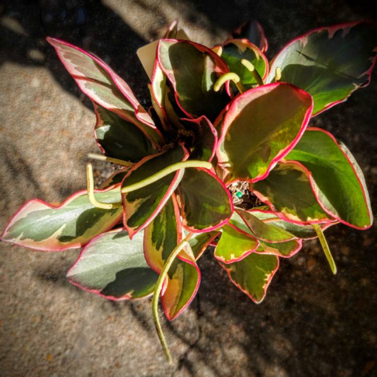 Plant image Peperomia clusiifolia 'Ginny'