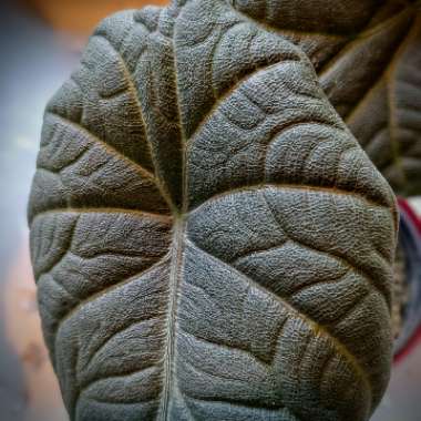 Alocasia melo
