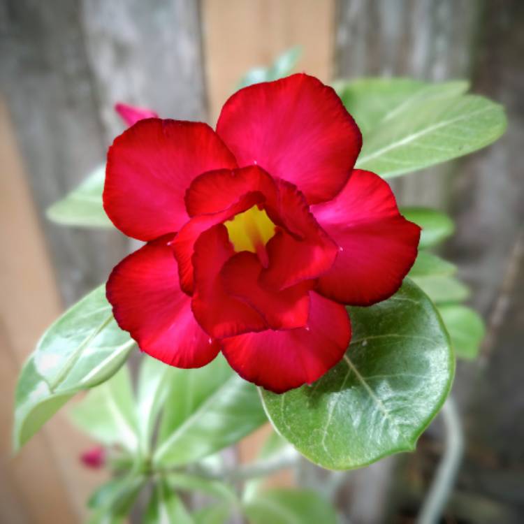 plant image 1653726