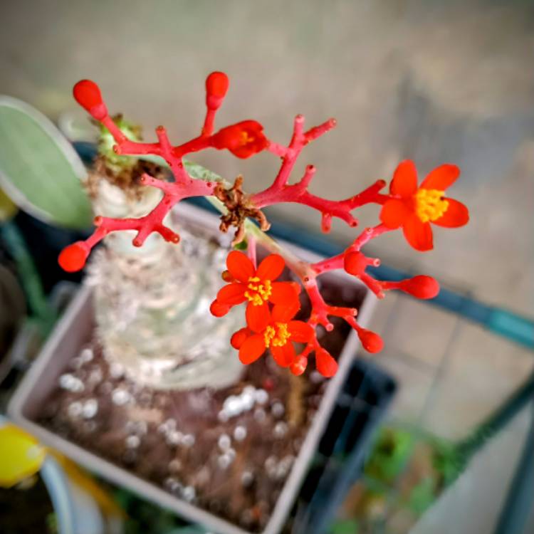 Plant image Jatropha Podagrica