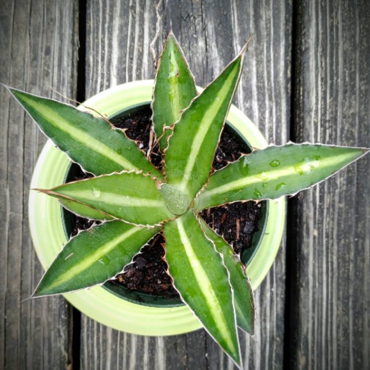 Plant image Agave lophantha 'Splendida'