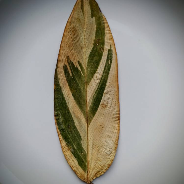 plant image 1658674